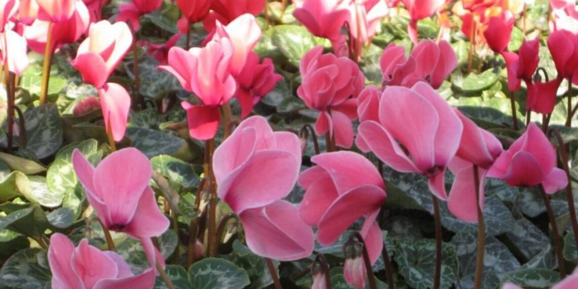 Senac abre inscrições para curso gratuito de arranjos florais