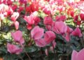 Senac abre inscrições para curso gratuito de arranjos florais