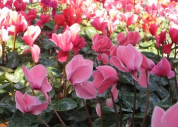Senac abre inscrições para curso gratuito de arranjos florais