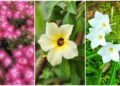 plantas sol pleno