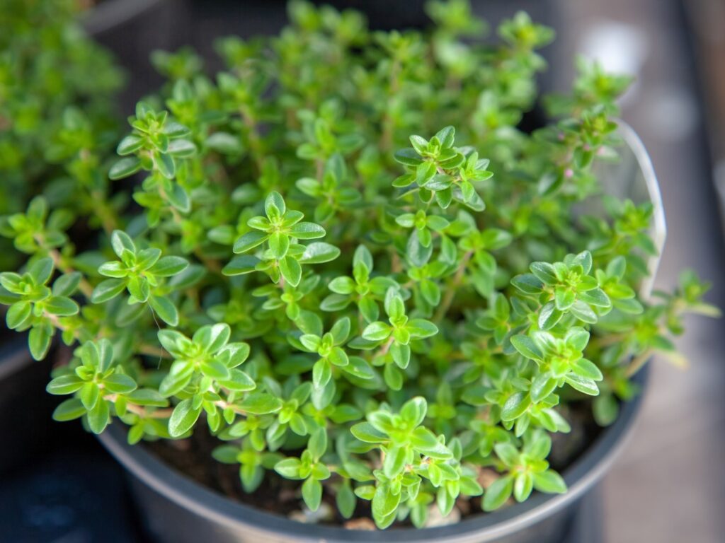 O que plantar em fevereiro: ervas aromáticas ideais para a época