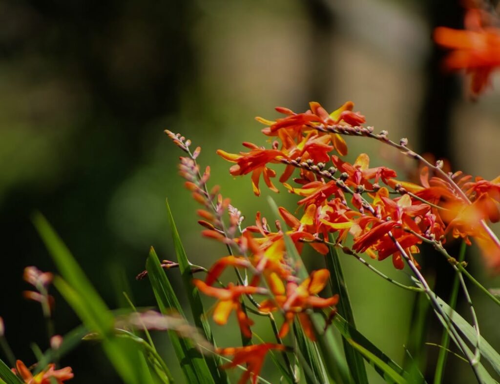 Tritônia: Beleza, Rusticidade e Floração Abundante no Seu Jardim