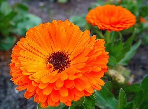 Flores sem espera: cultive espécies que florescem em tempo recorde