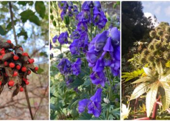 As 5 Plantas Mais Perigosas da Natureza
