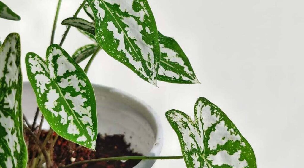 Caladium humboldtii: Uma planta ornamental sofisticada, perfeita para jardins tropicais e interiores elegantes