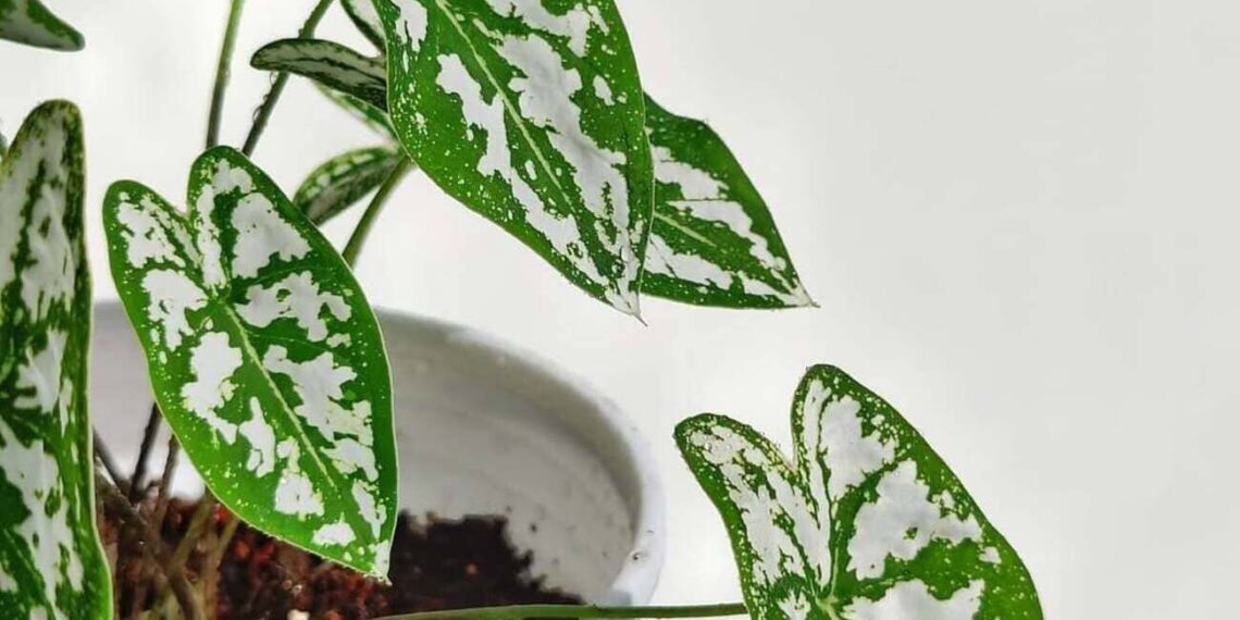 Caladium humboldtii: Uma planta ornamental sofisticada, perfeita para jardins tropicais e interiores elegantes