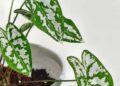 Caladium humboldtii: Uma planta ornamental sofisticada, perfeita para jardins tropicais e interiores elegantes