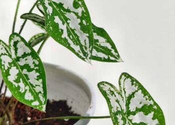 Caladium humboldtii: Uma planta ornamental sofisticada, perfeita para jardins tropicais e interiores elegantes