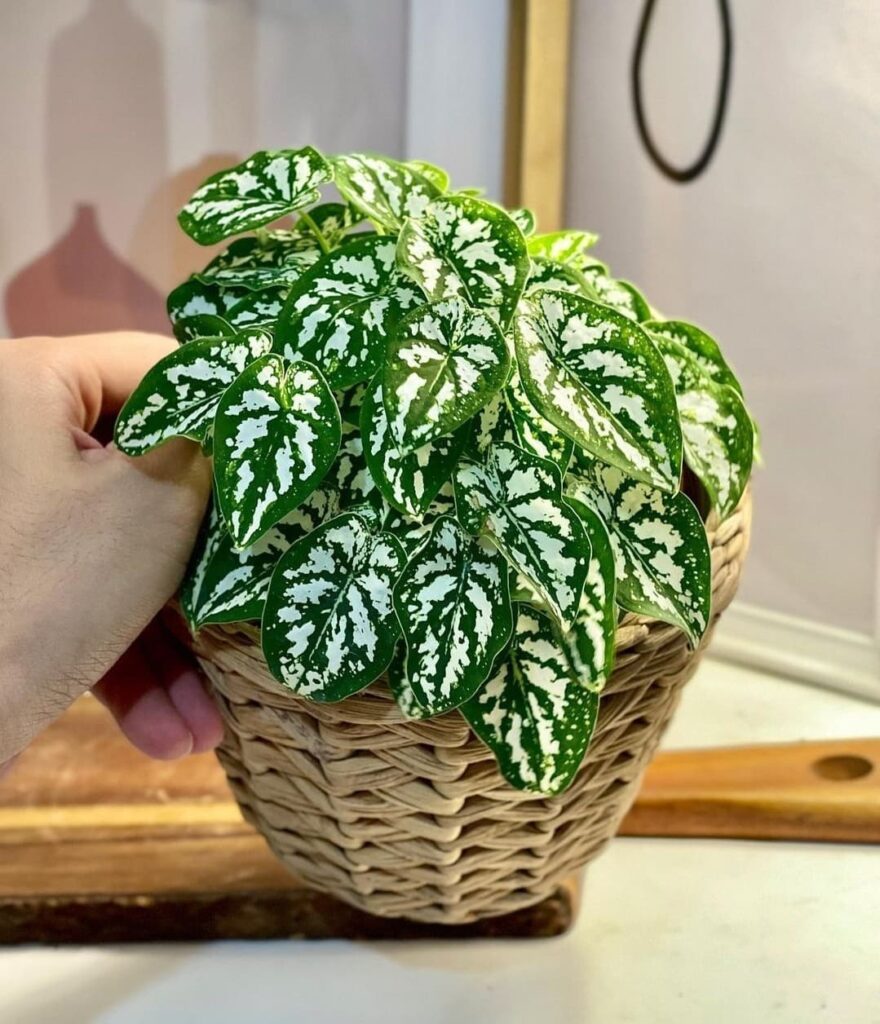 Caladium humboldtii: Uma planta ornamental sofisticada, perfeita para jardins tropicais e interiores elegantes