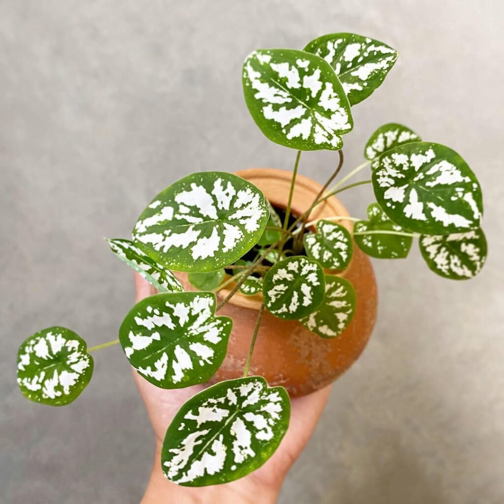 Caladium humboldtii: Uma planta ornamental sofisticada, perfeita para jardins tropicais e interiores elegantes