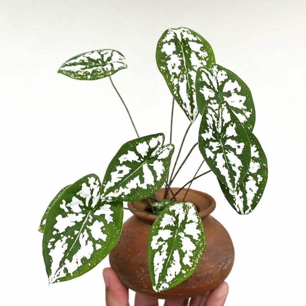 Caladium humboldtii: Uma planta ornamental sofisticada, perfeita para jardins tropicais e interiores elegantes