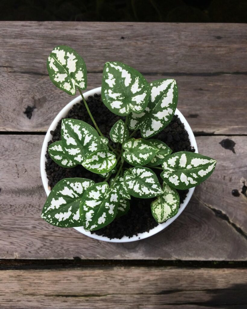 Caladium humboldtii: Uma planta ornamental sofisticada, perfeita para jardins tropicais e interiores elegantes