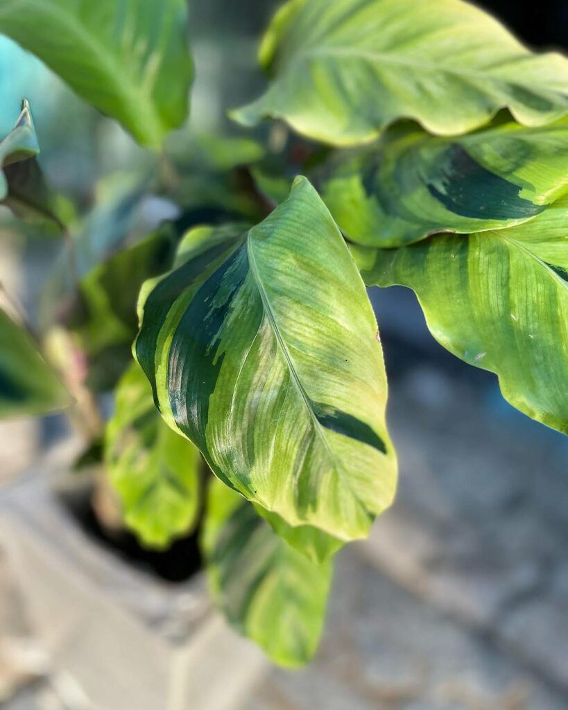 5 variedades de Calatheas que você precisa conhecer.