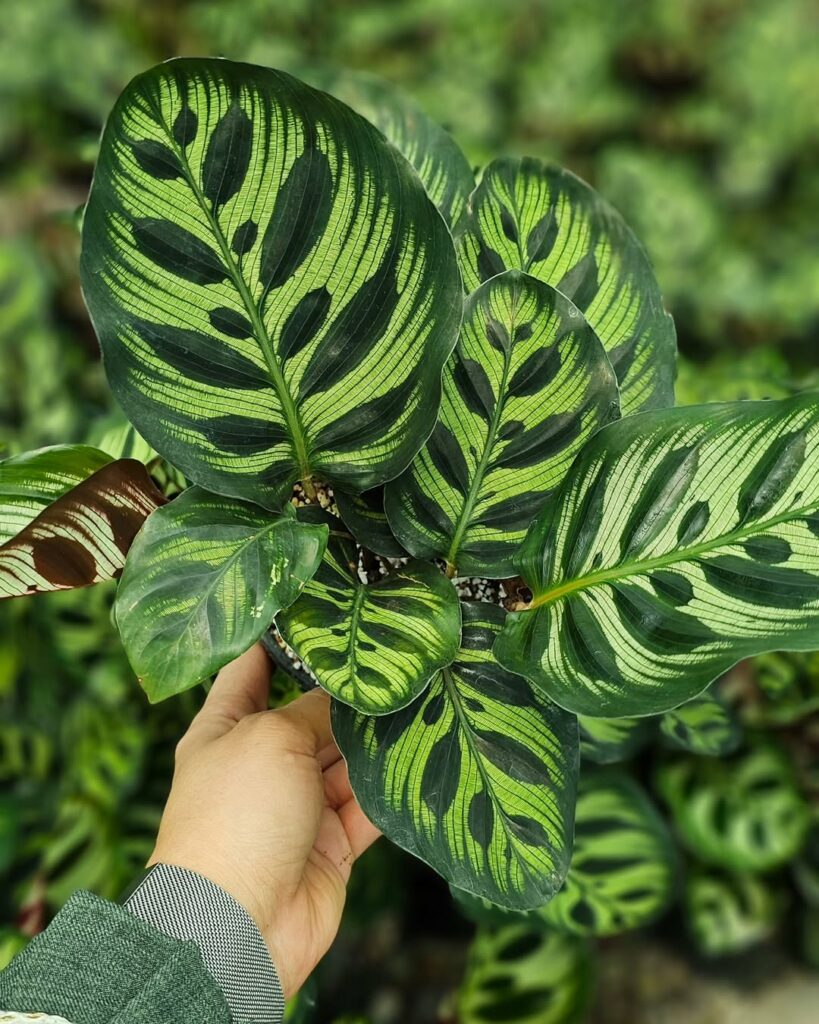 5 variedades de Calatheas que você precisa conhecer.