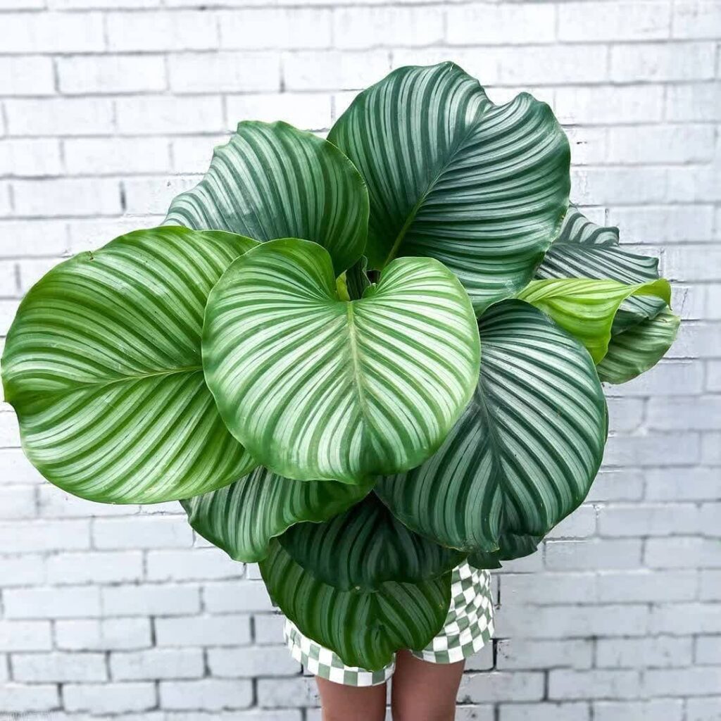 5 variedades de Calatheas que você precisa conhecer.