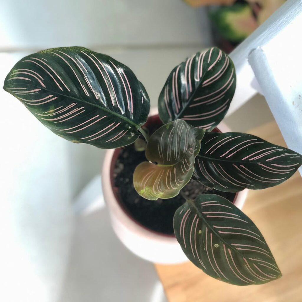 5 variedades de Calatheas que você precisa conhecer.