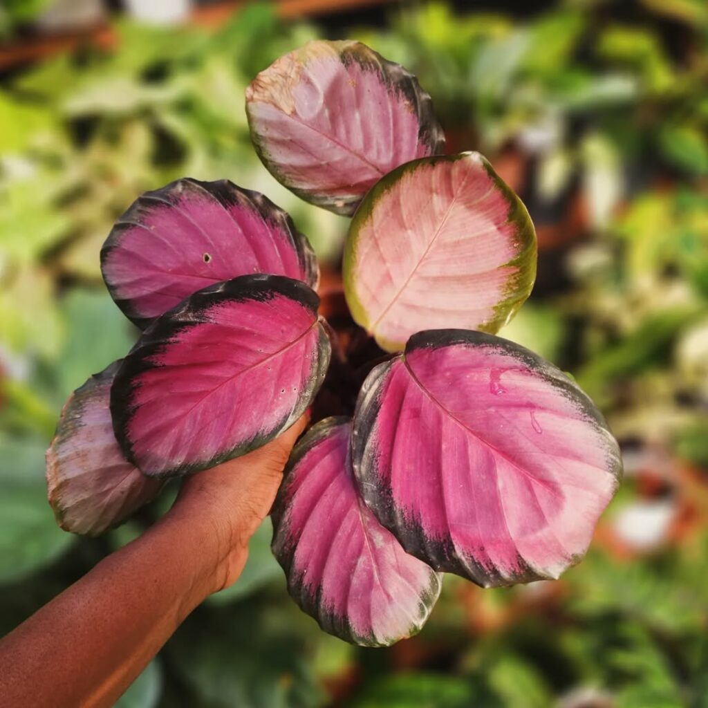 5 variedades de Calatheas que você precisa conhecer.
