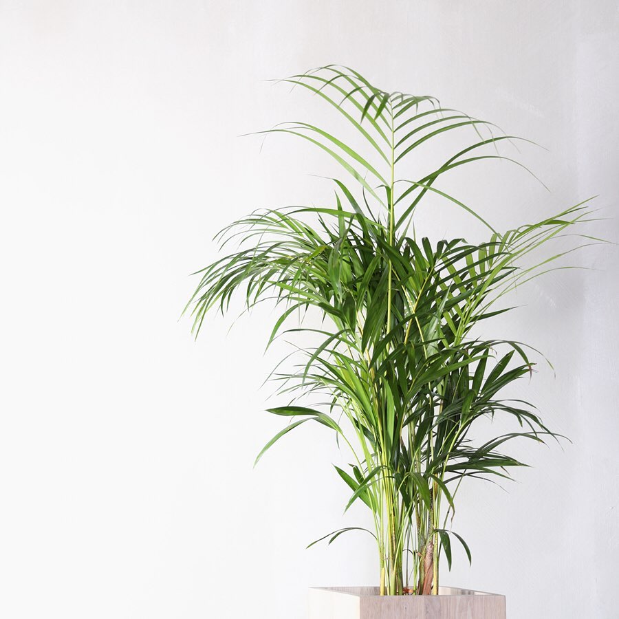 Palmeira-bambu: Um Toque Tropical para Jardins e Decoração de Interiores