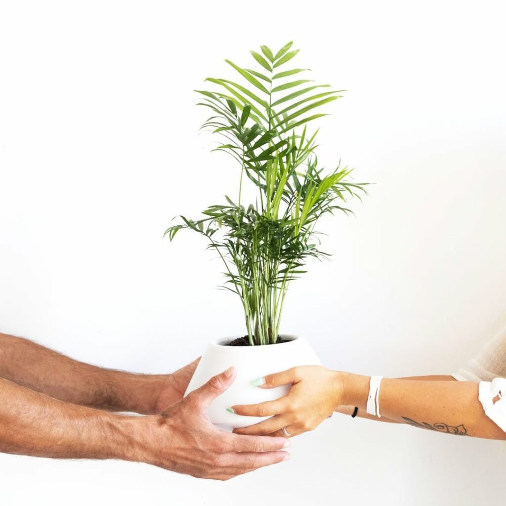 4 Plantas para Vasos Pequenos: Beleza e Praticidade ao Seu Alcance