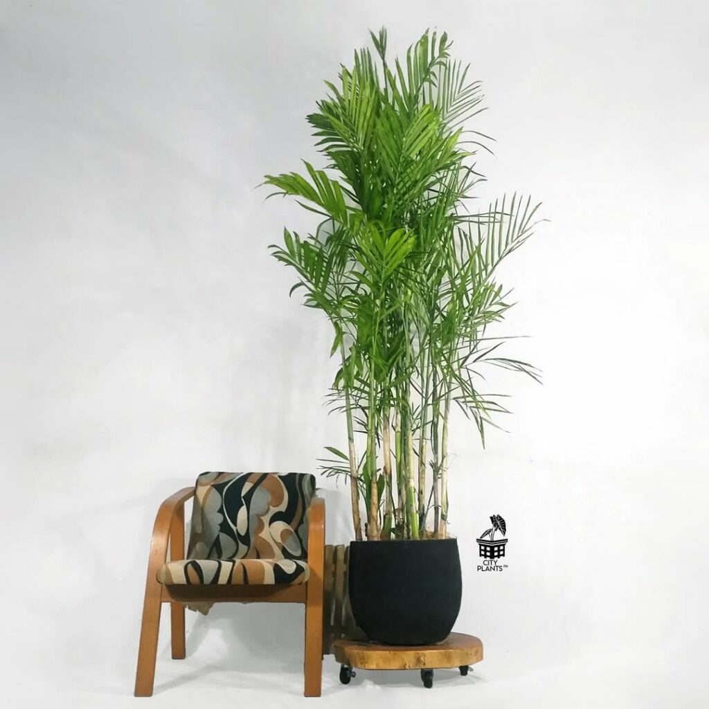 Palmeira-bambu: Um Toque Tropical para Jardins e Decoração de Interiores