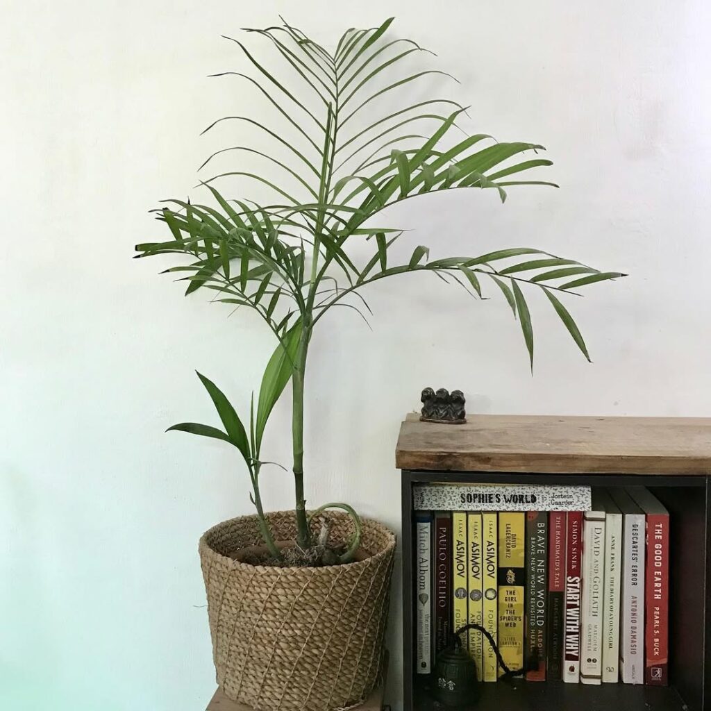 Palmeira-bambu: Um Toque Tropical para Jardins e Decoração de Interiores