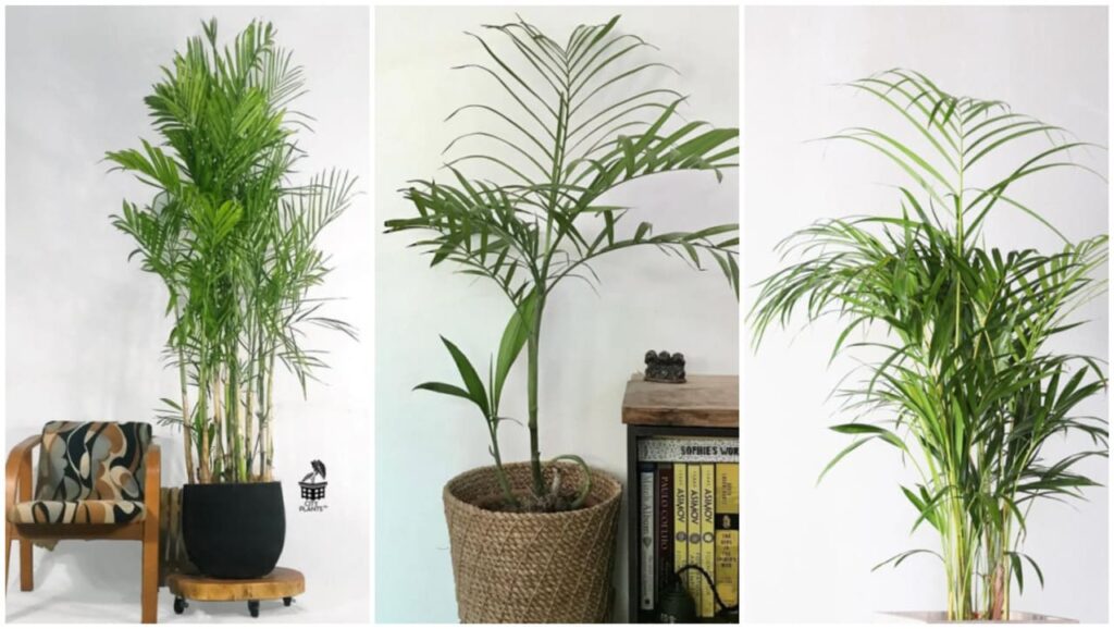 Plameira bambu