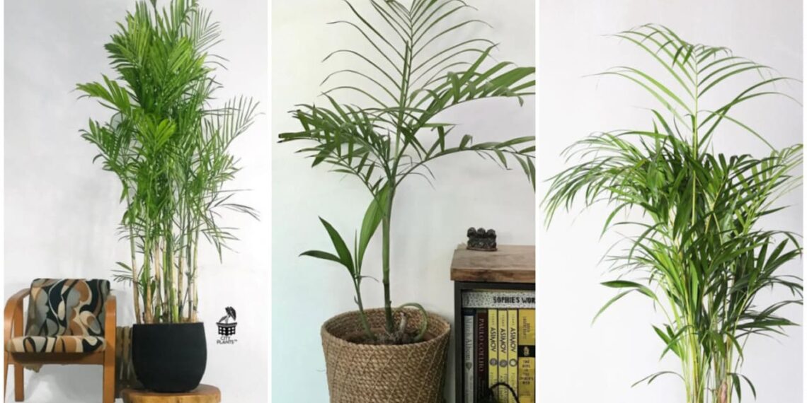 Plameira bambu
