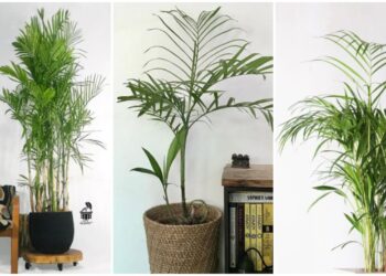 Plameira bambu