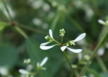 Euphorbia graminea