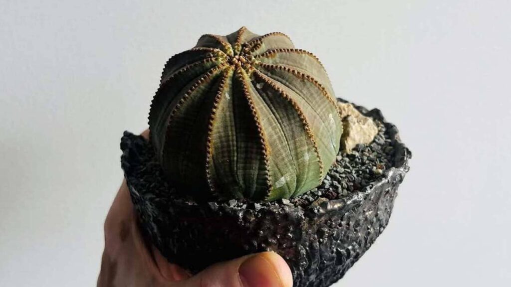 Euphorbia obesa: a suculenta que parece uma bola feita de tecido.