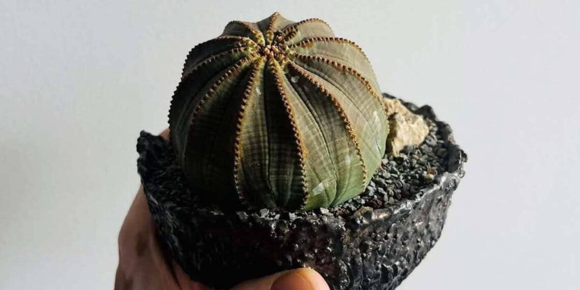 Euphorbia obesa: a suculenta que parece uma bola feita de tecido.