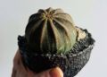 Euphorbia obesa: a suculenta que parece uma bola feita de tecido.
