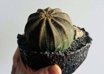 Euphorbia obesa: a suculenta que parece uma bola feita de tecido.