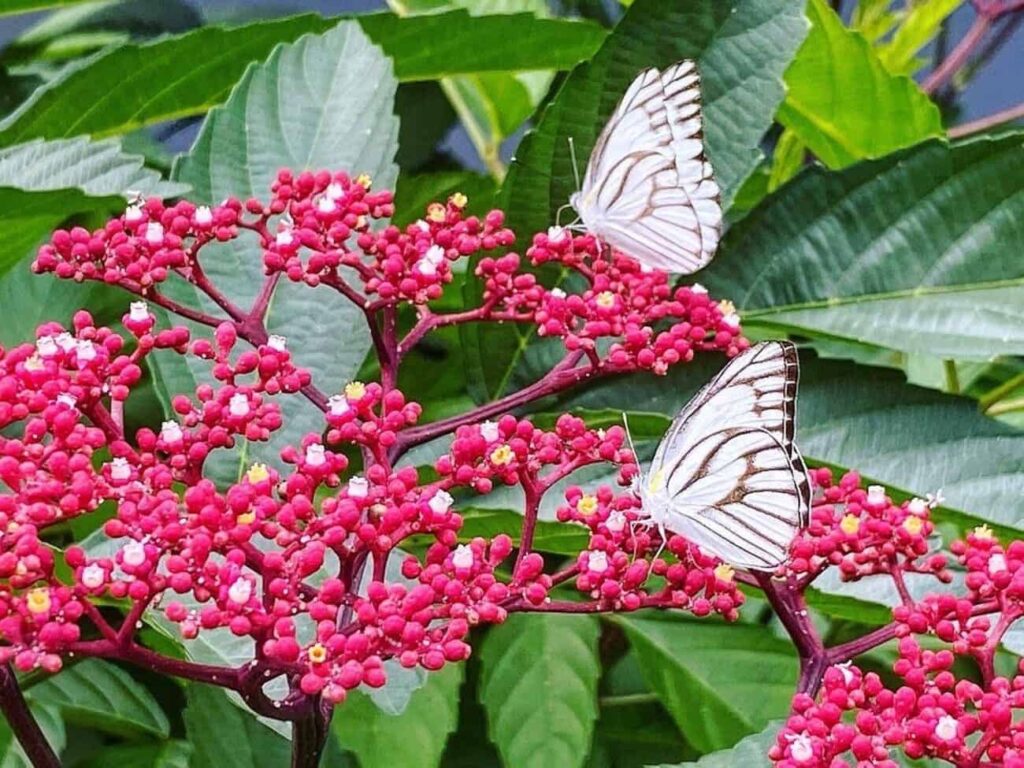 Leea rubra - Leia rubra