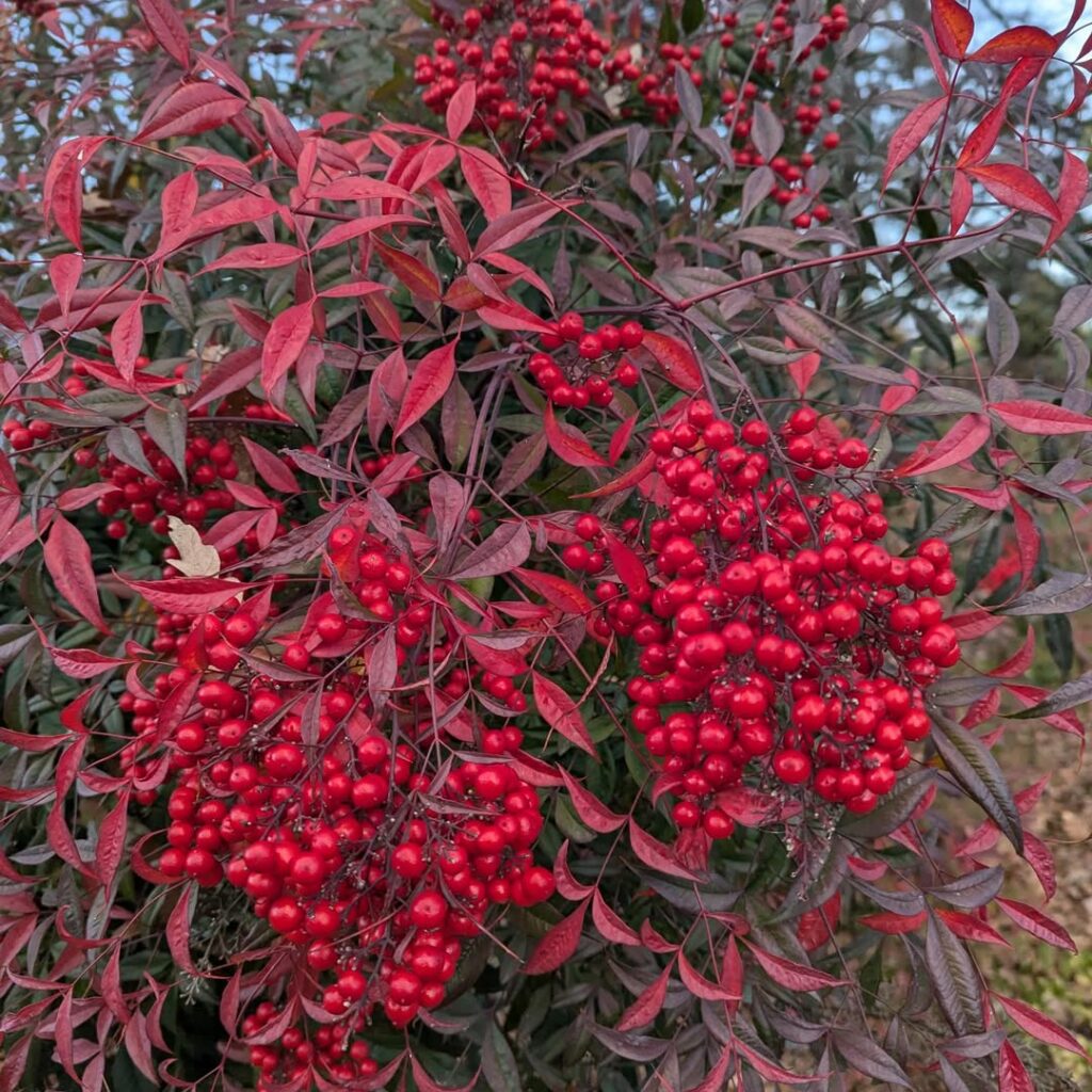 Plantas que Mantêm Seu Jardim Vibrante Mesmo Sem Flores