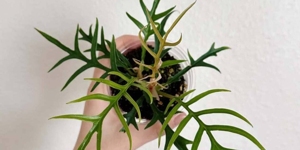 Philodendron tortum: como cultivar a exótica planta ornamental que lembra uma samambaia tropical