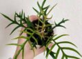 Philodendron tortum: como cultivar a exótica planta ornamental que lembra uma samambaia tropical