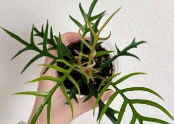 Philodendron tortum: como cultivar a exótica planta ornamental que lembra uma samambaia tropical