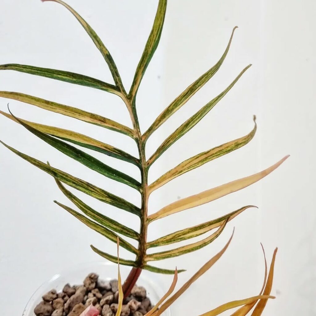 Philodendron tortum: como cultivar a exótica planta ornamental que lembra uma samambaia tropical