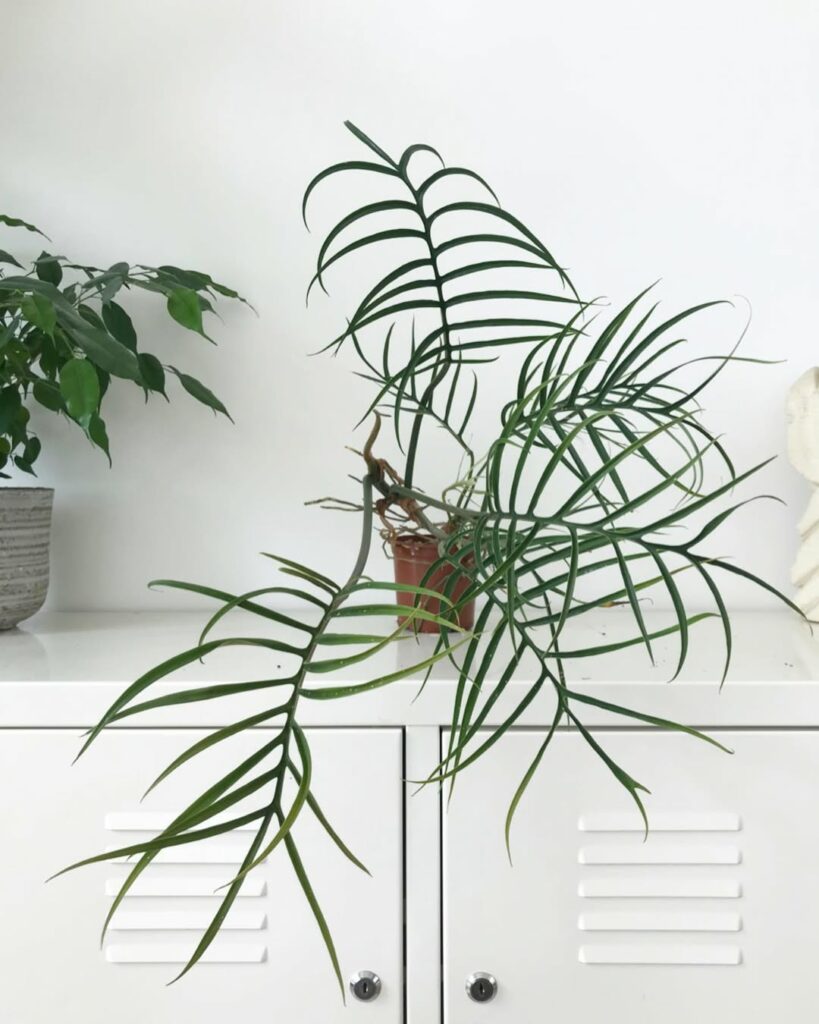 Philodendron tortum: como cultivar a exótica planta ornamental que lembra uma samambaia tropical