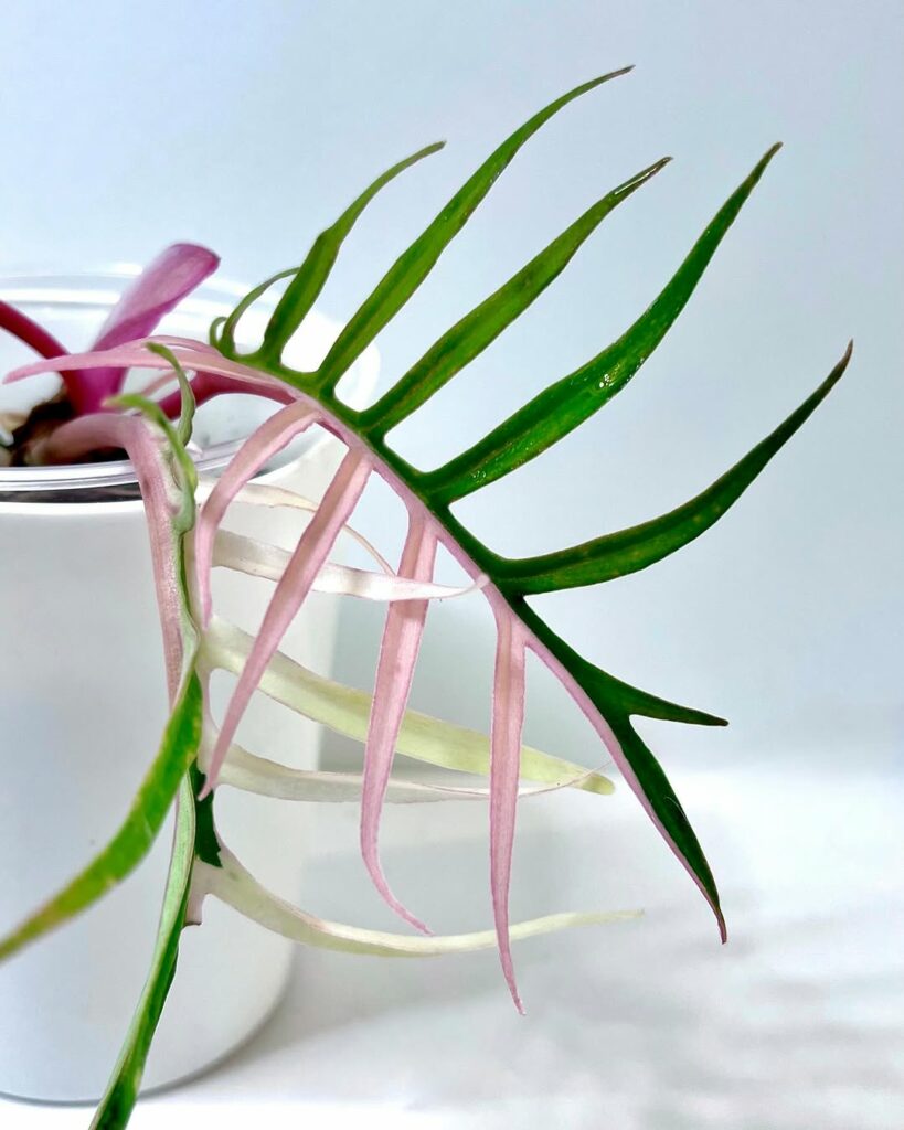 Philodendron tortum: como cultivar a exótica planta ornamental que lembra uma samambaia tropical