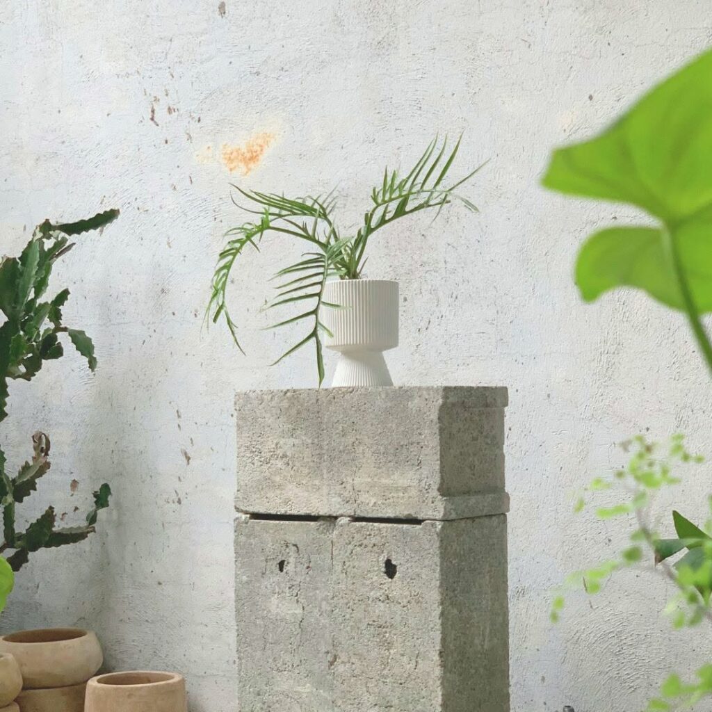Philodendron tortum: como cultivar a exótica planta ornamental que lembra uma samambaia tropical