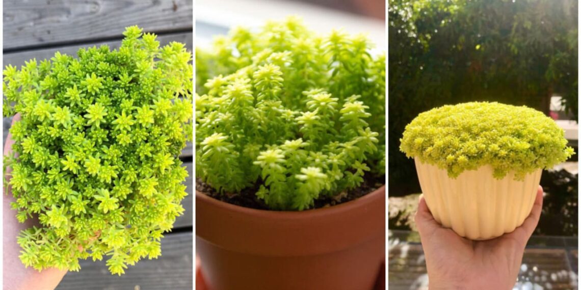 Sedum Oro: A Beleza Delicada do Sedum japonicum em Decoração e Paisagismo