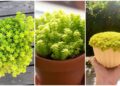Sedum Oro: A Beleza Delicada do Sedum japonicum em Decoração e Paisagismo