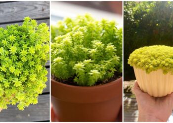 Sedum Oro: A Beleza Delicada do Sedum japonicum em Decoração e Paisagismo