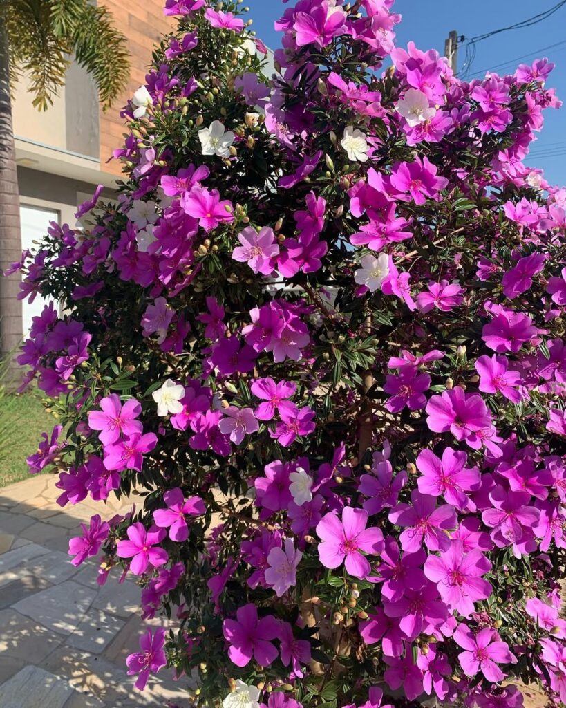 Flores de Outono: Arbustos que Transformam Seu Jardim na Estação das Cores