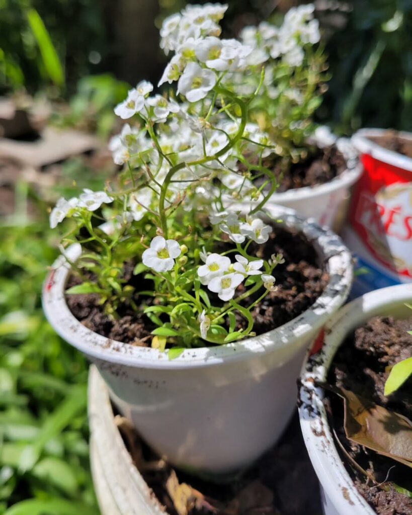 4 Plantas para Vasos Pequenos: Beleza e Praticidade ao Seu Alcance