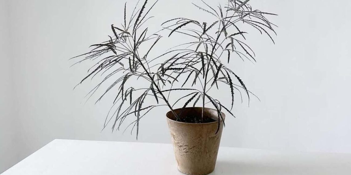 Aralia elegante