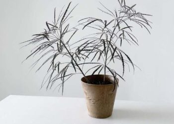 Aralia elegante