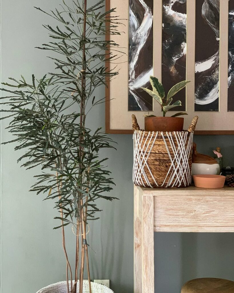 Arália Elegante: como cultivar a planta de folhagem escultural que conquista interiores